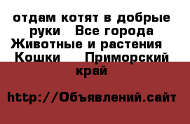 отдам котят в добрые руки - Все города Животные и растения » Кошки   . Приморский край